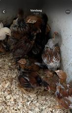 Wyandotte groot soort kuikens, Dieren en Toebehoren, Pluimvee, Geslacht onbekend, Kip