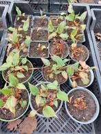 Vaste tuinplanten zoals duizendknoop, vrouwenmantel, distel, Ophalen, Overige soorten, Volle zon