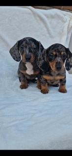 Dwergteckel puppy's, 8 tot 15 weken, Korthaar, Dwerg, Meerdere