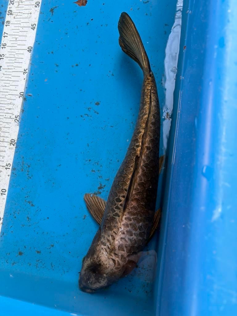 Gratis 45 cm koi (krom), Dieren en Toebehoren, Vissen | Vijvervissen, Karper of Koi