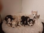 Husky,s pups, Dieren en Toebehoren, 8 tot 15 weken, Meerdere, Meerdere dieren, Nederland
