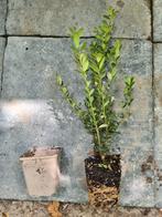 Ilex Caroline upright - ideale buxusvervanger, Ophalen of Verzenden, Hulst, Haag, Minder dan 100 cm
