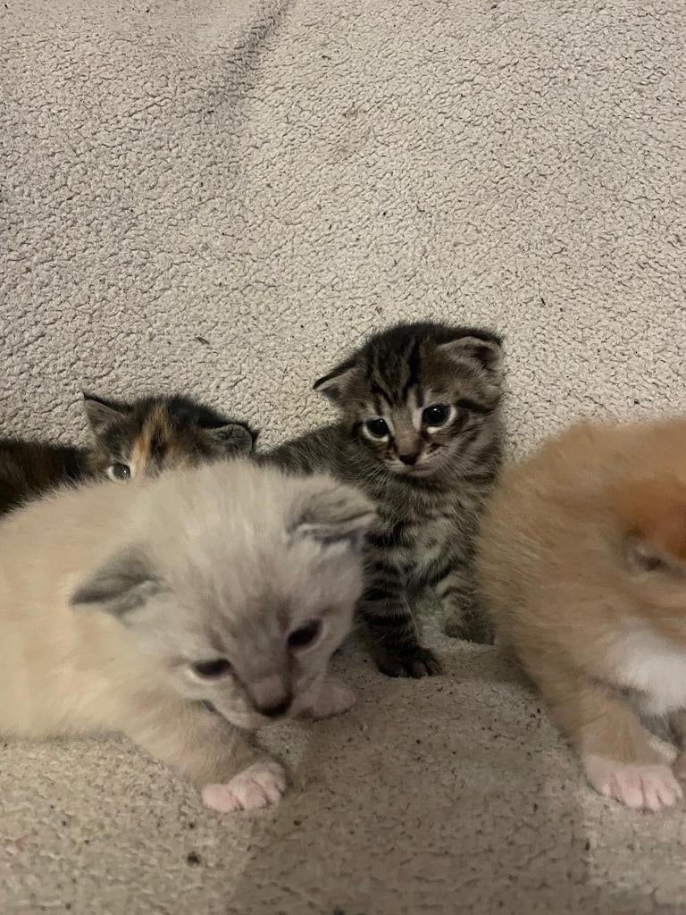 Een schitterend nestje met 4 kittens, Meerdere dieren, Ontwormd, 0 tot 2 jaar