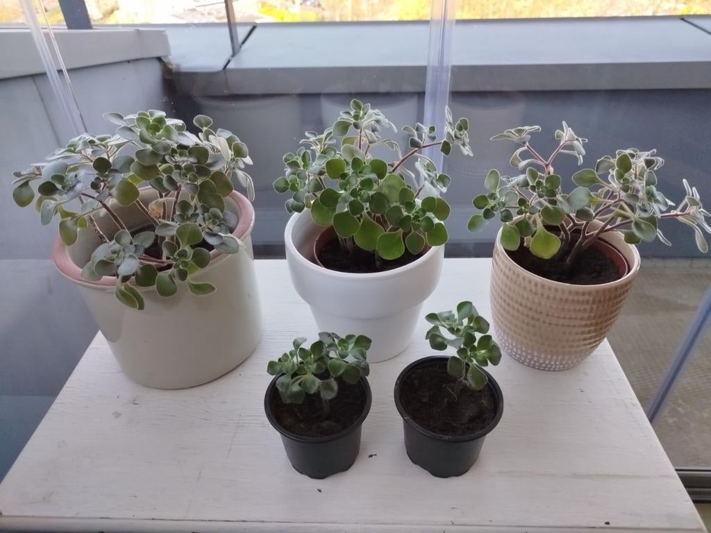 Aichryson laxum bramwell. ( boom der liefde), Ophalen, Halfschaduw, Minder dan 100 cm