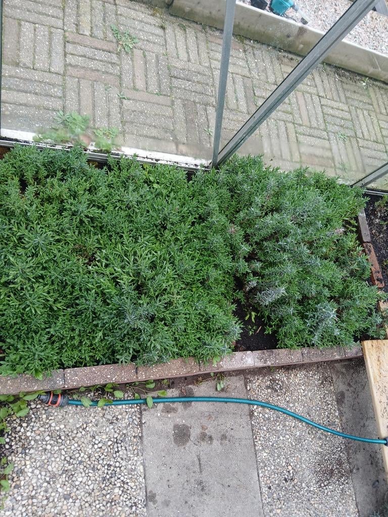 Lavendel 1€ per stekje, Ophalen, Vlinderstruik, Struik, Minder dan 100 cm
