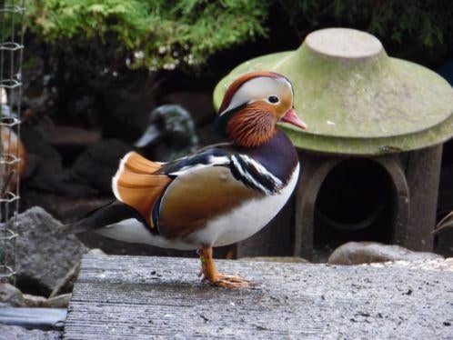 Mandarijneend | Jonge en volwassen | Siereenden, Meerdere dieren, Eend
