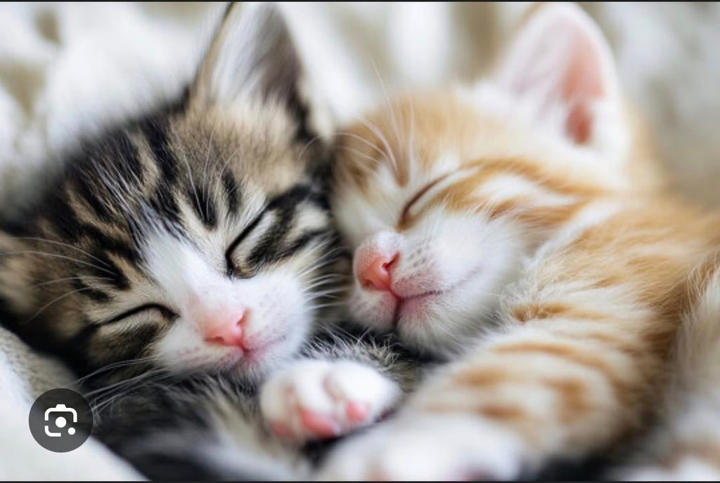 Kitten gezocht (eind april beschikbaar), Dieren en Toebehoren, Katten en Kittens | Overige Katten, Geslacht onbekend