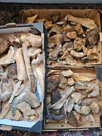 22KG ijstijd-botten / fossielen, mammoet, Pleistoceen, Verzamelen, Ophalen of Verzenden