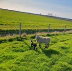 Schaap stel stelletje lieve dieren kunnen bij paard of pony, Dieren en Toebehoren, Schapen, Geiten en Varkens, Meerdere dieren