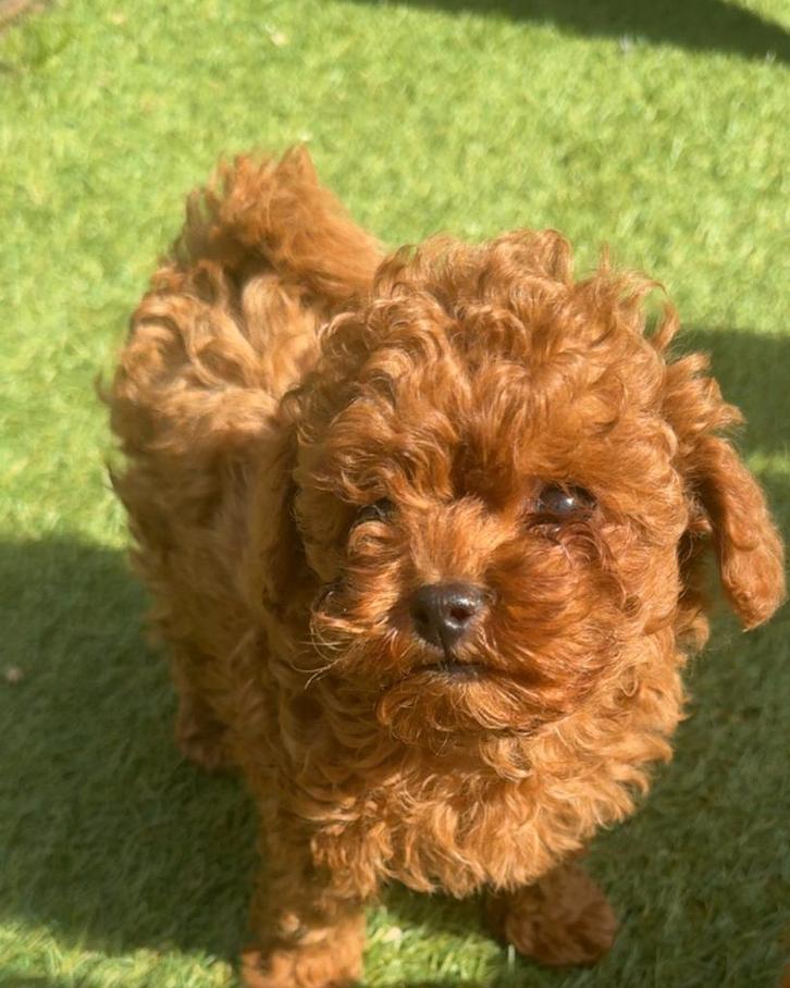 Mini toypoedel teefje, Dieren en Toebehoren, Honden | Chihuahua's en Gezelschapshonden, Teef, Poedel, Particulier, Eén hond, Buitenland