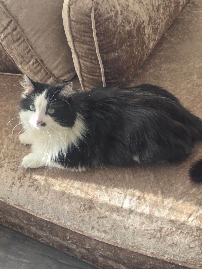 Prachtige later zoekt nieuwe huis, Dieren en Toebehoren, Katten en Kittens | Raskatten | Langhaar, Kater, Ontwormd, 3 tot 5 jaar