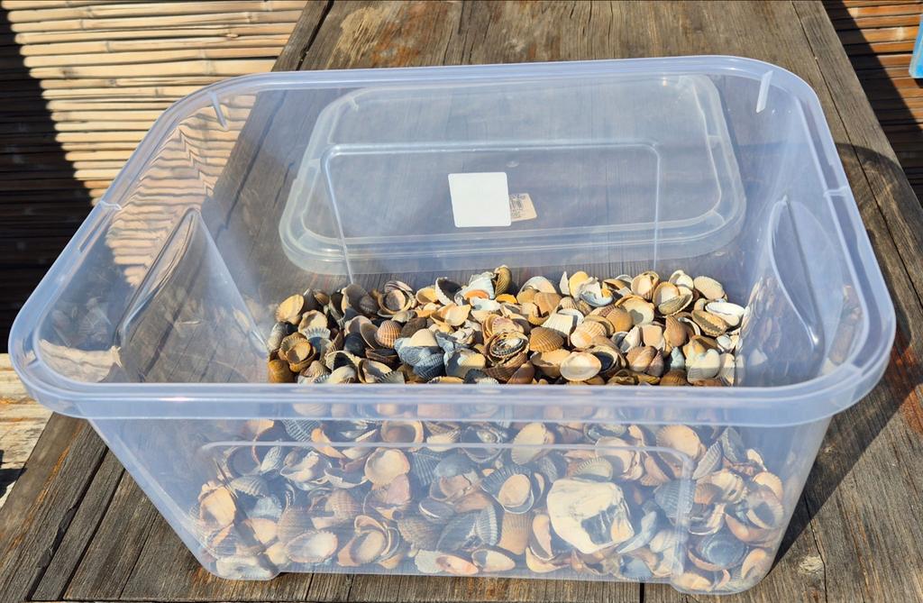 Bak vol met zelf gevonden schelpen, Ophalen, Gebruikt