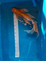 Koi butterfly 40 cm., Dieren en Toebehoren, Karper of Koi