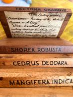 12 unieke houtmonsters van diverse boomsoorten, Ophalen of Verzenden, Gebruikt