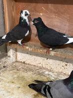 Duiven, Dieren en Toebehoren, Vogels | Duiven, Meerdere dieren, Overige soorten