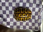 West. Griekse Landschildpad (THH) vrouw, Schildpad, 3 tot 6 jaar