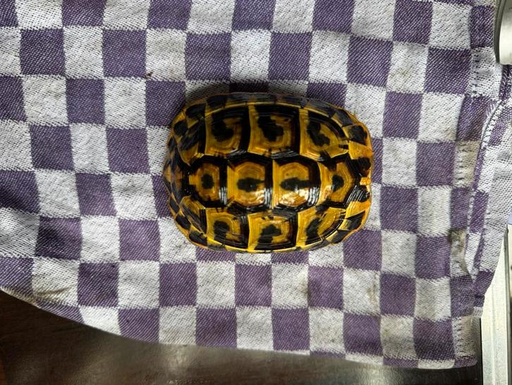 West. Griekse Landschildpad (THH) vrouw