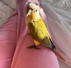 Pyrrhura mannetje, Dieren en Toebehoren, Vogels | Parkieten en Papegaaien, Mannelijk, Parkiet, Tam