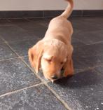 Langharige dwergteckel pup Blond, Parvo, 8 tot 15 weken, Dwerg, Langhaar