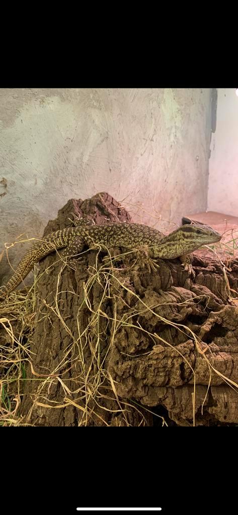 Varanus acanthurus stekelstaart varaan Monitor Lizard - male for sale from N