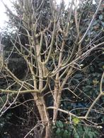 Sering stekken, gratis afhalen, Tuin en Terras, Ophalen, Overige soorten, Struik, Minder dan 100 cm