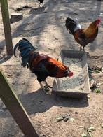 Araucana, Mannelijk, Kip