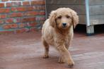 Abrikoze labradoodle pups (type labrador), met stamboom, Parvo, België, Overige rassen, 8 tot 15 weken
