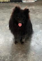 Pomerianian x keeshond teefje, Dieren en Toebehoren, Parvo, Keeshond, 15 weken tot 1 jaar, Teef