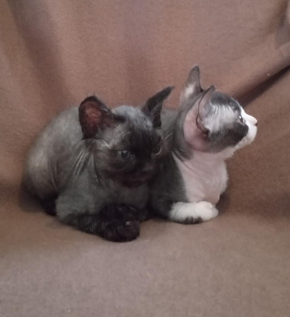 Unieke aparte kittens: "Sphynx 2.0" met haar!, Meerdere dieren, Ontwormd, 0 tot 2 jaar