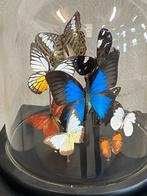 Prachtige vlinderstolp, 9 soorten, Ophalen, Zo goed als nieuw, Insect, Opgezet dier