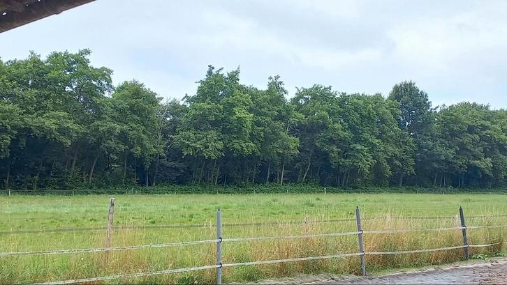 Weiland te huur gevraagd, Dieren en Toebehoren, Stalling en Weidegang