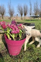 Twee fleslam zwoegervrij ramlam swifter, Dieren en Toebehoren, Mannelijk, Schaap, 0 tot 2 jaar