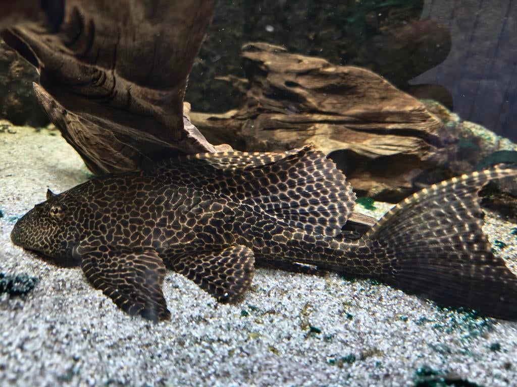 Zeilvin pleco (Pterygoplichthys gibbiceps), Vis