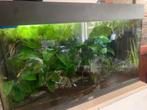 Juwel aquarium 125 liter 81 x 36 x 50, Ophalen, Zo goed als nieuw, Gevuld zoetwateraquarium