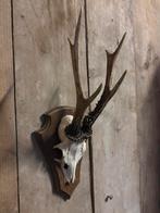 Mooie grote reebok schedel (11), Ophalen of Verzenden, Nieuw, Hert, Schedel