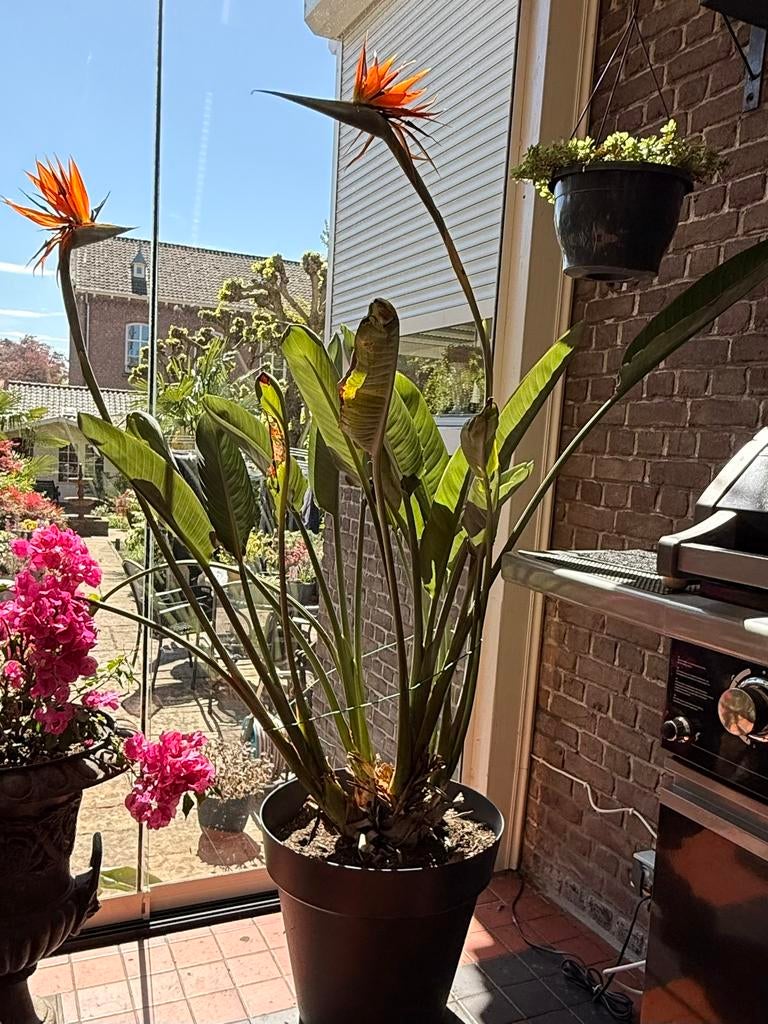 Mooie Strelitzia, Overige soorten, Lente, 100 tot 250 cm, Ophalen