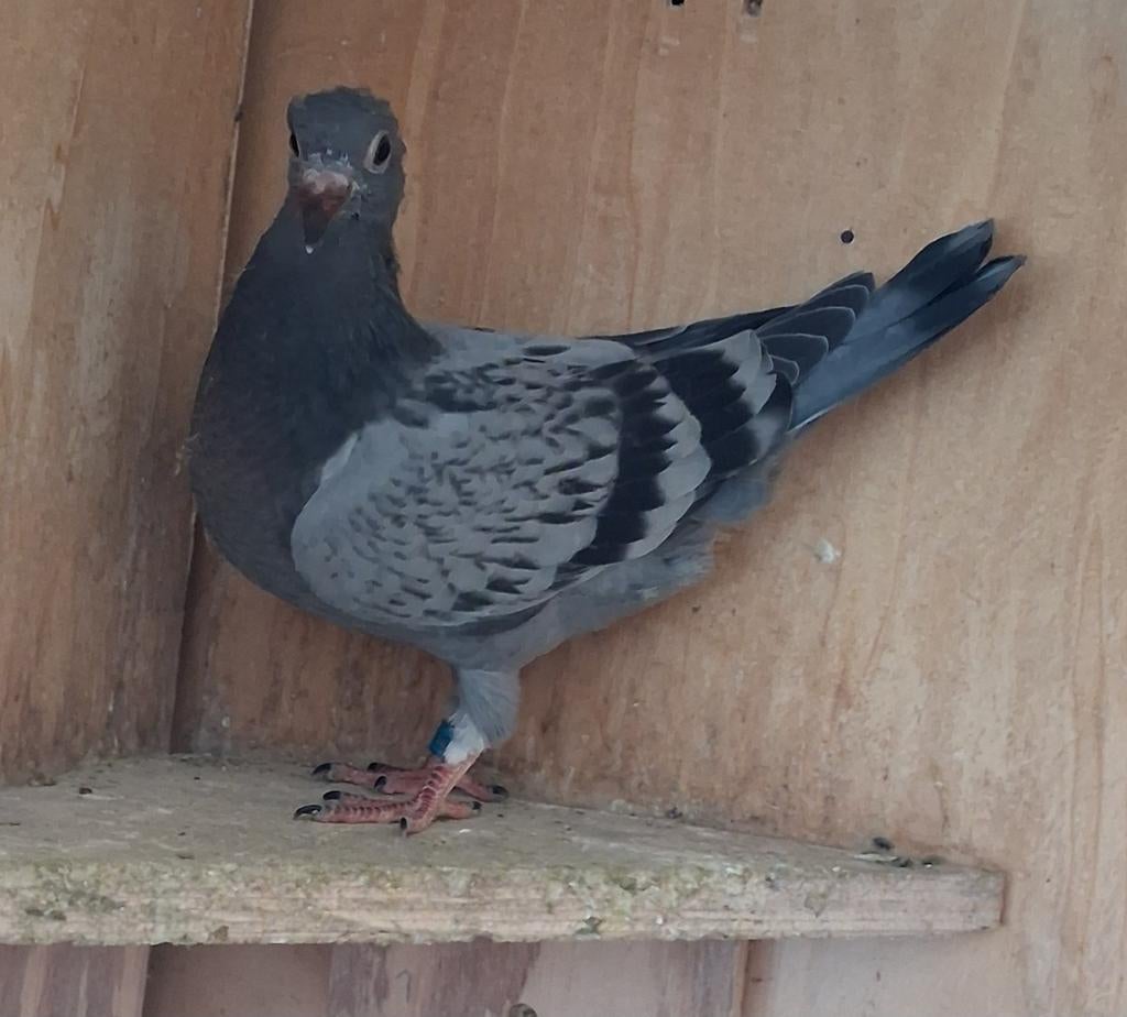 Postduif.  Geringd.  2026 & eigendomsbewijs., Vrouwelijk, Postduif