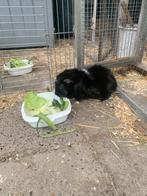 1 buiten cavia beertje (3 jr), Dieren en Toebehoren, Knaagdieren, Mei, Mannelijk, Cavia