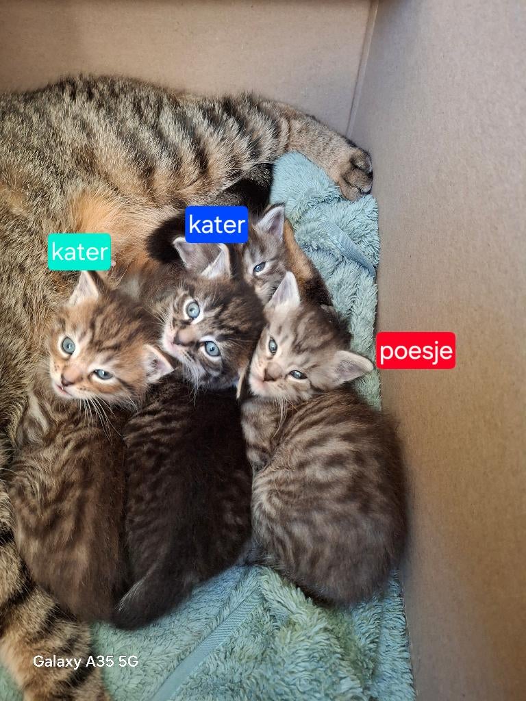 Kittens maine coon, Dieren en Toebehoren, Katten en Kittens | Raskatten | Langhaar, Meerdere dieren, 0 tot 2 jaar, Ontwormd