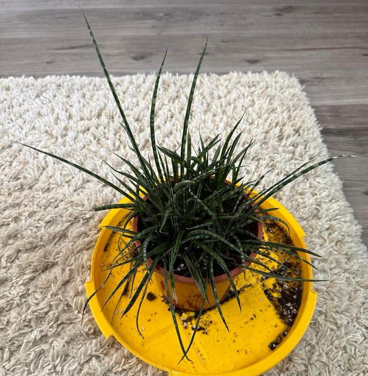 Grote Sansevieria Mikado - Stijlvolle Kamerplant, Ophalen, Overige soorten, Halfschaduw, Minder dan 100 cm