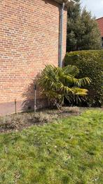 Palmbomen, 100 tot 250 cm, Zomer, Palmboom, Ophalen