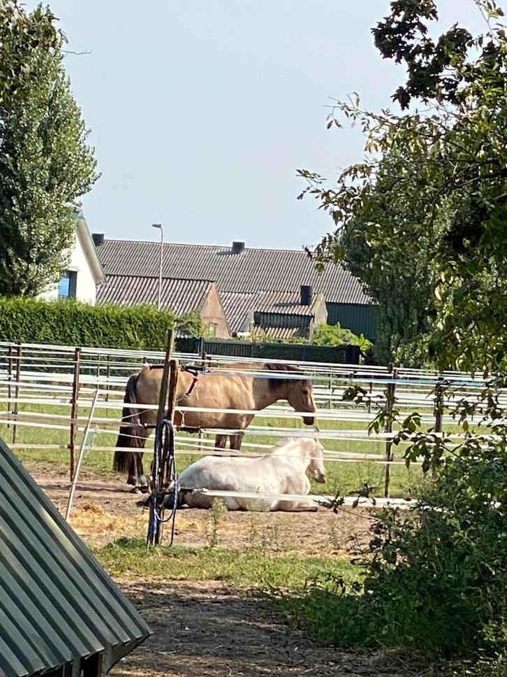 Stalling en weidegang, Dieren en Toebehoren, Stalling en Weidegang, Stalling, Weidegang, 4 paarden of pony's of meer