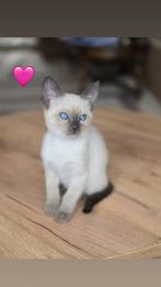 Mooie kittens zoeken een thuis. (snel), Dieren en Toebehoren, Katten en Kittens | Raskatten | Korthaar, Meerdere dieren, Ontwormd