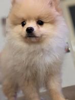 Pomeriaan reu creme, wit mini Puppy, Parvo, Keeshond, 15 weken tot 1 jaar, Reu
