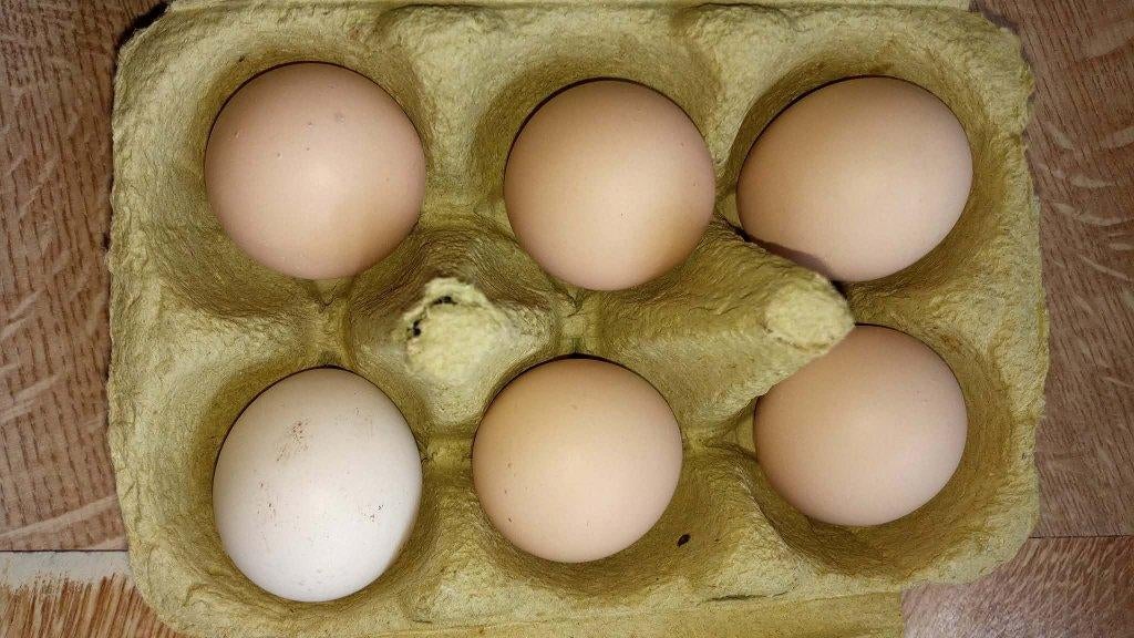 Broedeieren Goudfazant., Geslacht onbekend, Overige soorten