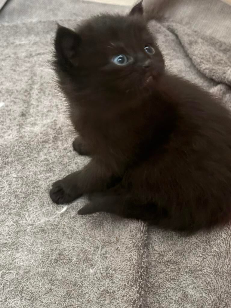 Knappe poes te koop let op mag pas 29 mei hetnest verlaten, Dieren en Toebehoren, Katten en Kittens | Raskatten | Korthaar, Poes