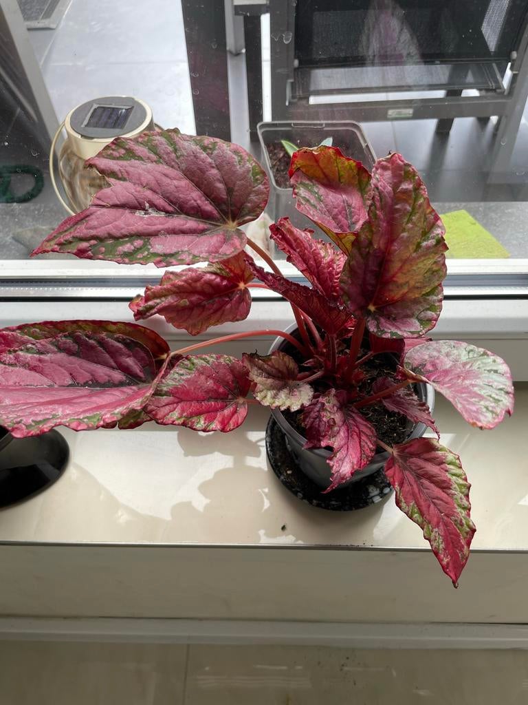 Prachtige Begonia Rex - Levendige kleuren voor uw huis, Vaste plant, Bloeit niet, Halfschaduw, Ophalen