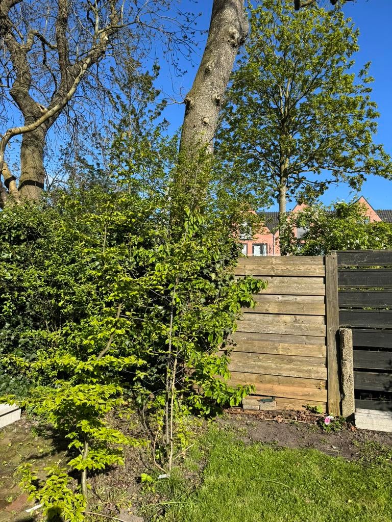 3 verschillende bomen te koop, Ophalen, Volle zon, Overige soorten