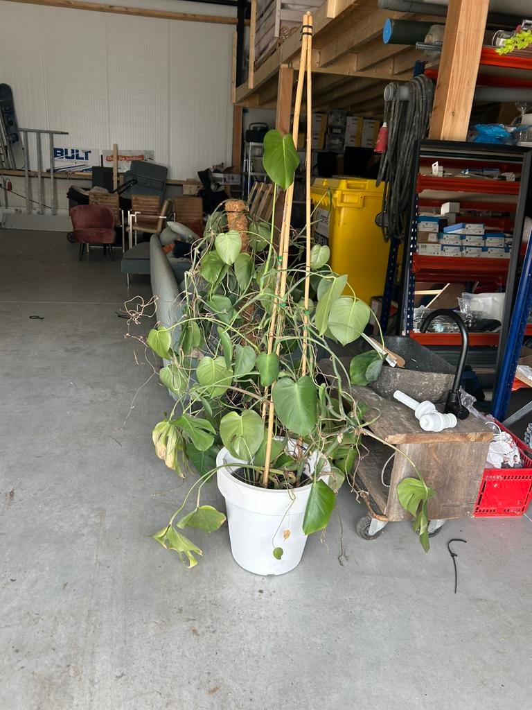 Monstera xxl, Tuin en Terras, Ophalen, Overige soorten, Volle zon