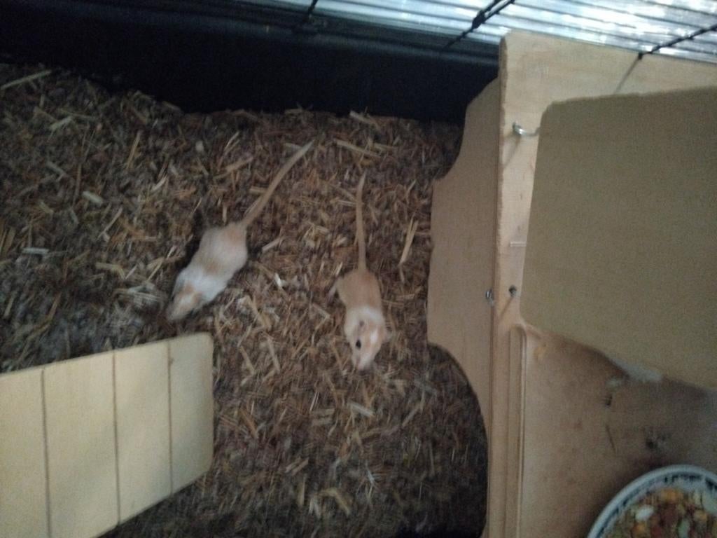 Gerbils, Dieren en Toebehoren, Ophalen of Verzenden, Overige typen